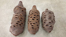 Banksia Pods
